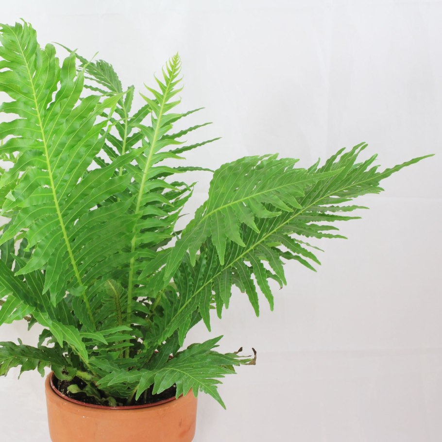 Блехнум gibbum