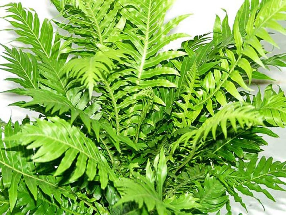 Нефролепис Блехнум