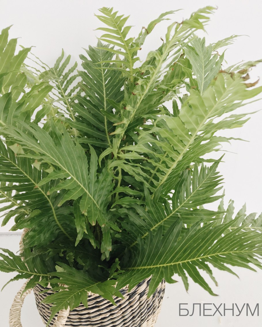 Блехнум Волкано - папоротник вулкан Blechnum