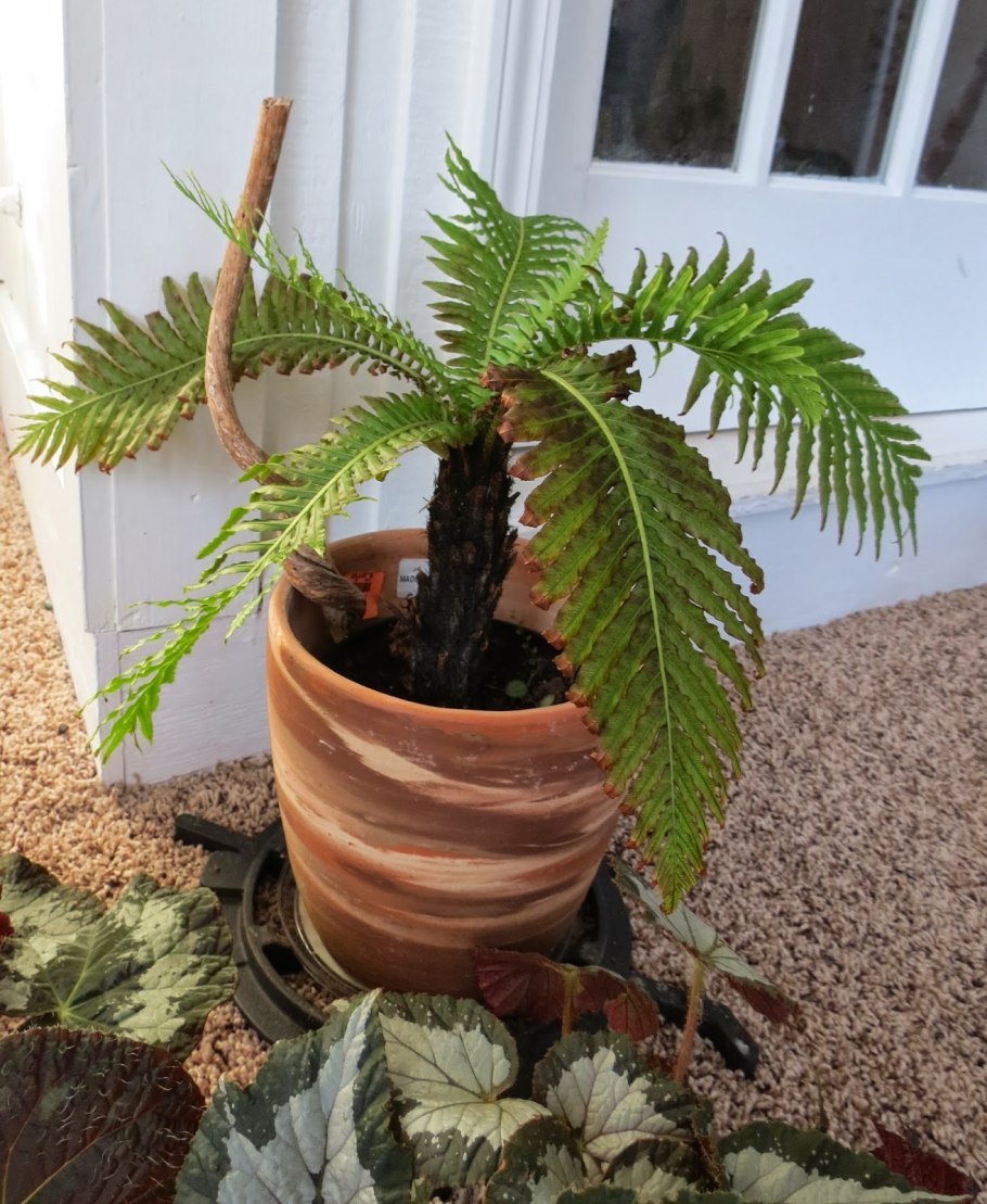 Блехнум гиббум