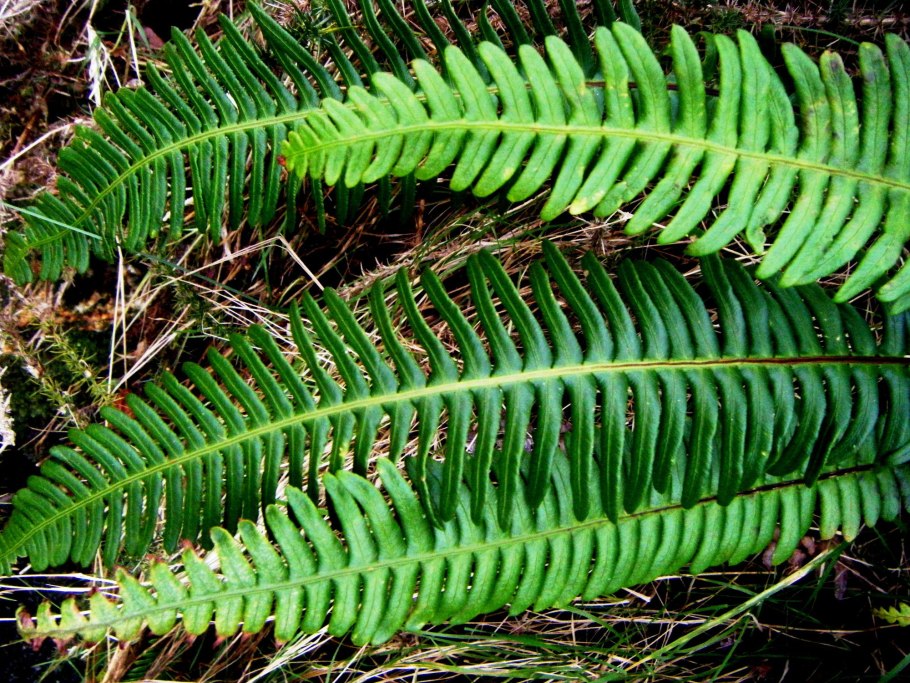 Папоротник Blechnum spicant