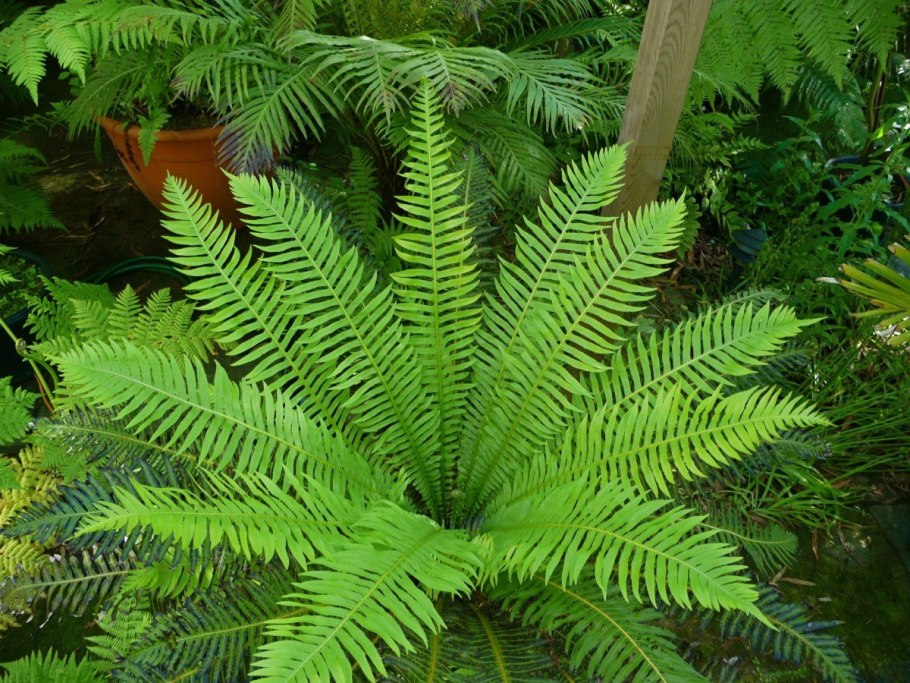 Блехнум Гиббум