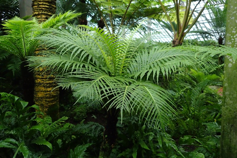 Папоротник комнатный Блехнум