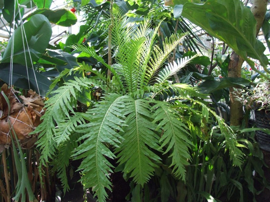 Папоротник блехнум