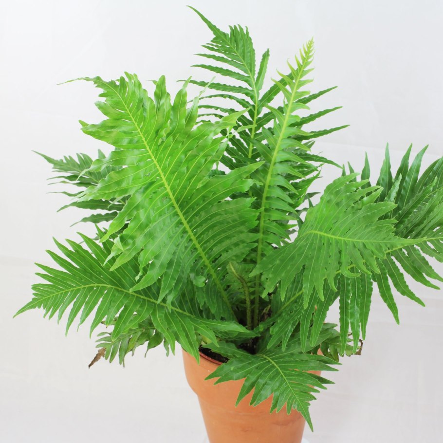 Папоротник Blechnum spicant