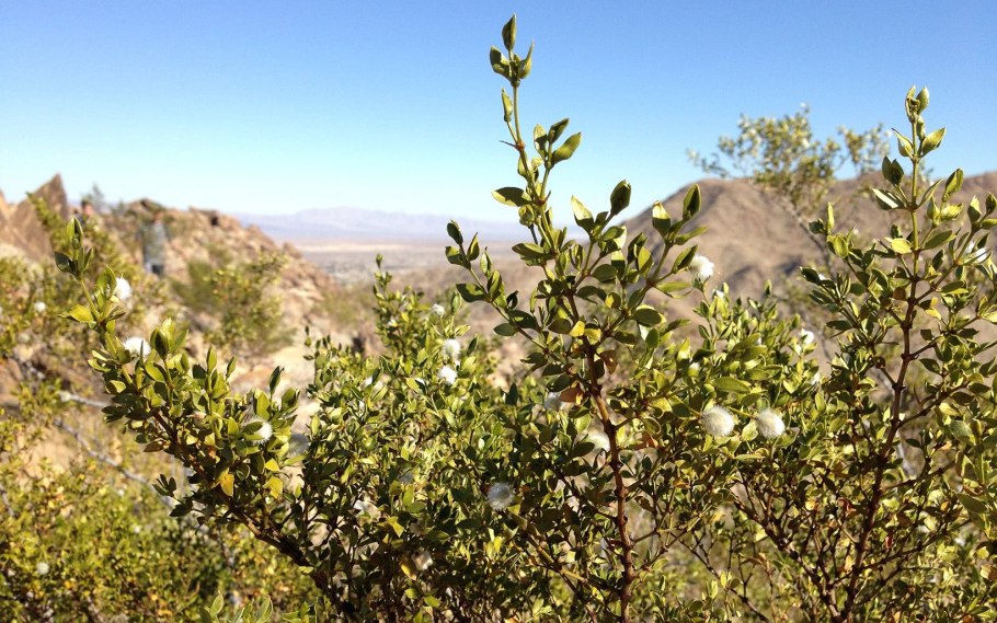 Ларрея трехзубчатая