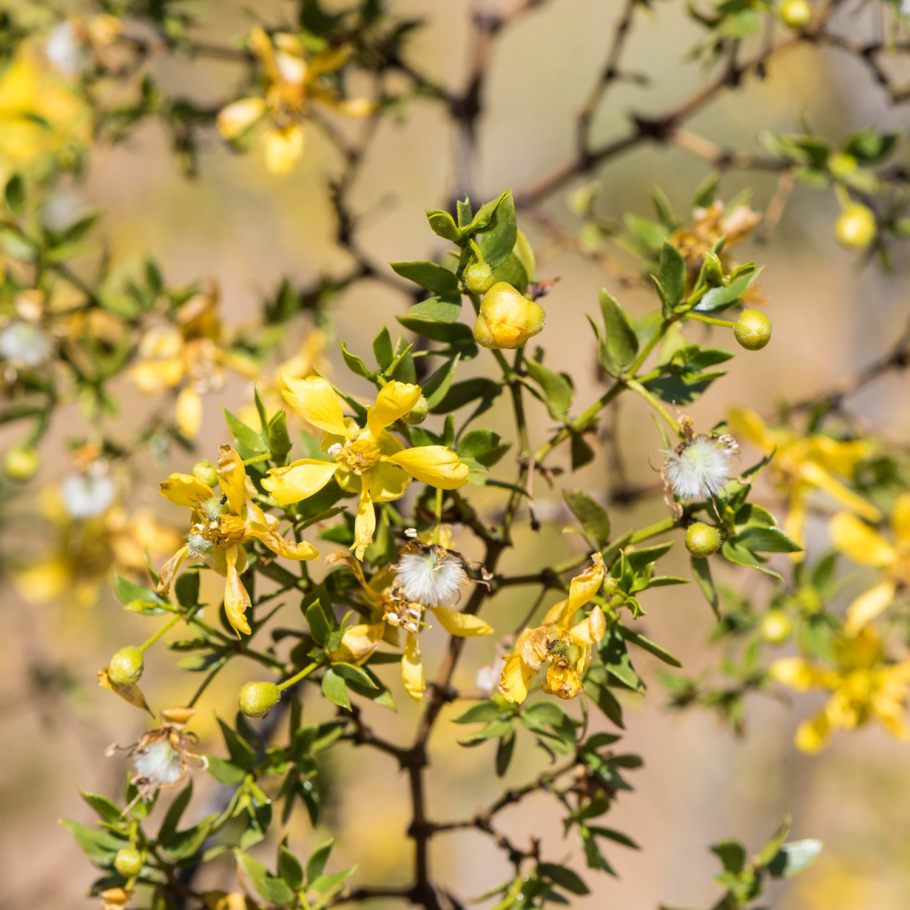 Креозотовый куст