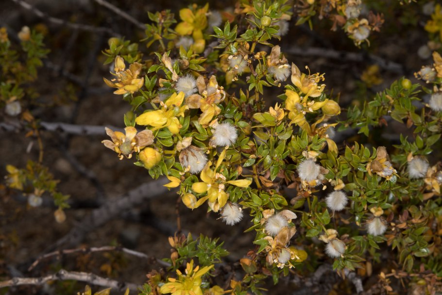 Ларрея растение