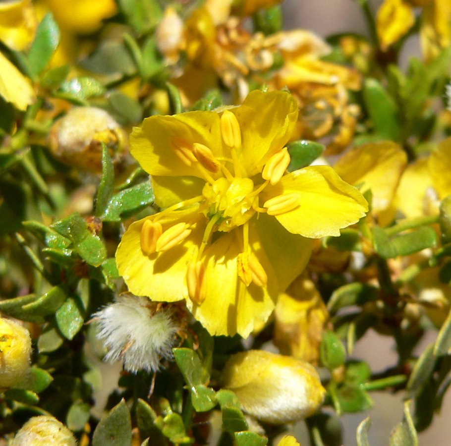 Креозотовый куст Larrea tridentata