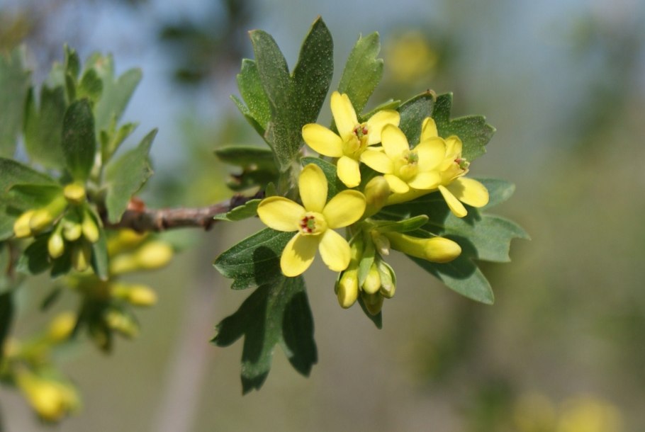 Ларрея трехзубчатая 11000