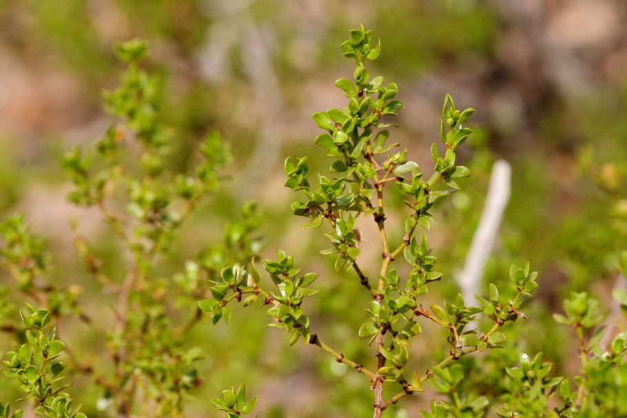 Sibbaldiopsis tridentata