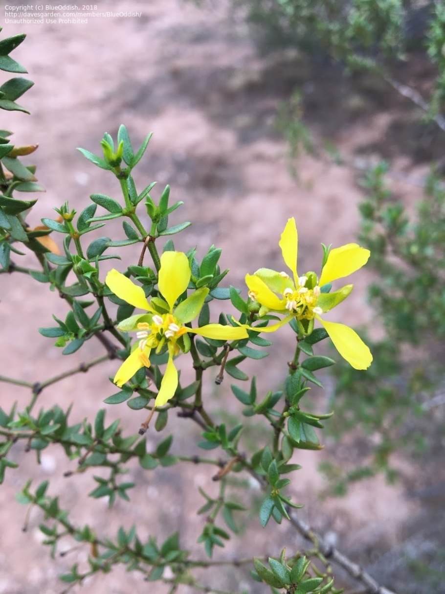 Кусты креозота