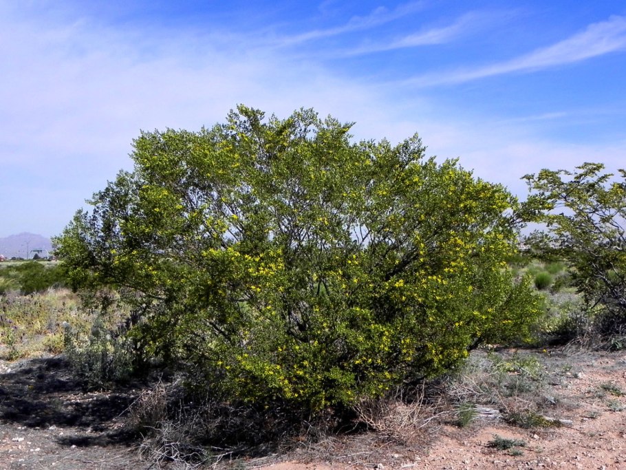 Кусты креозота