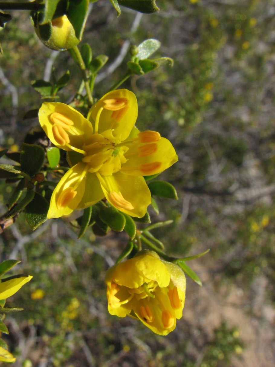 Креозотовый кустарник