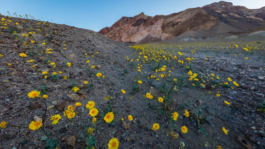 Креозотовый куст