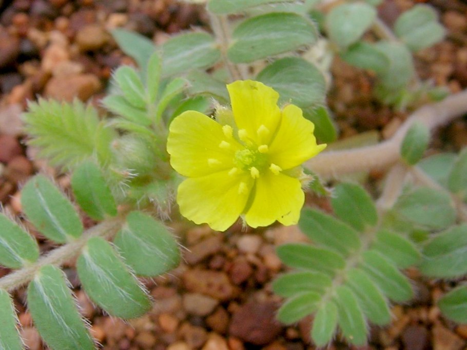 Кусты креозота