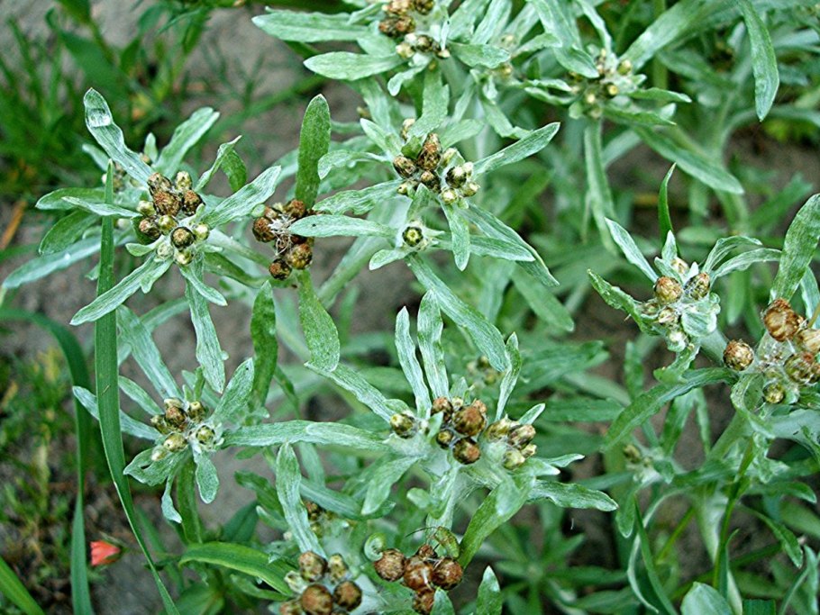 Сушеница Болотная (Gnaphalium uliginosum)