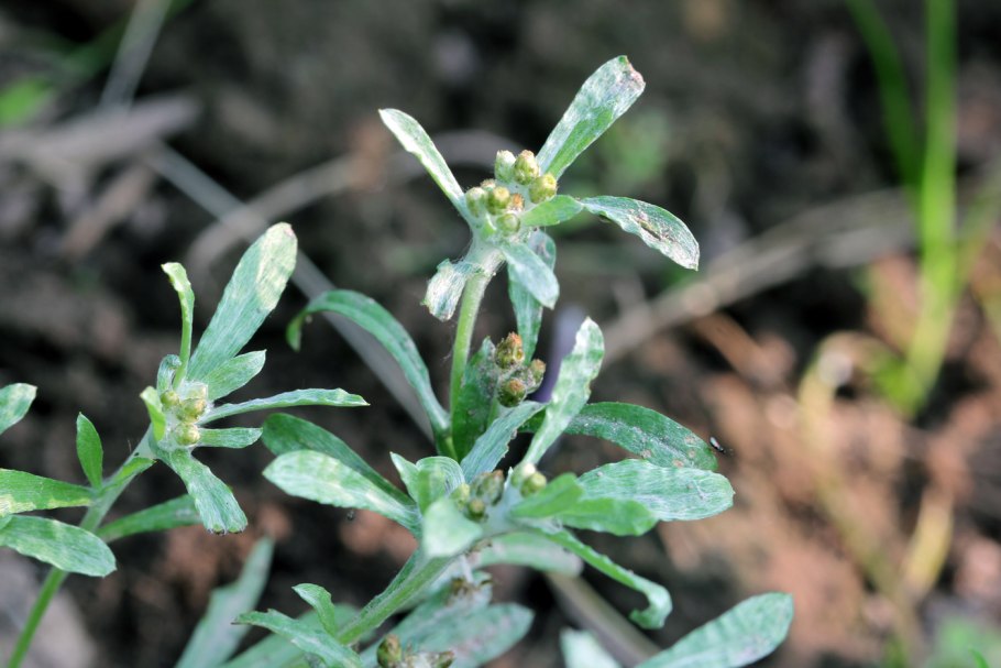 Gnaphalium uliginosum (гнафалиум улигинозум) сушеница топяная