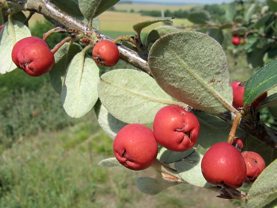 Кизильник обыкновенный (Cotoneaster integerrimus)