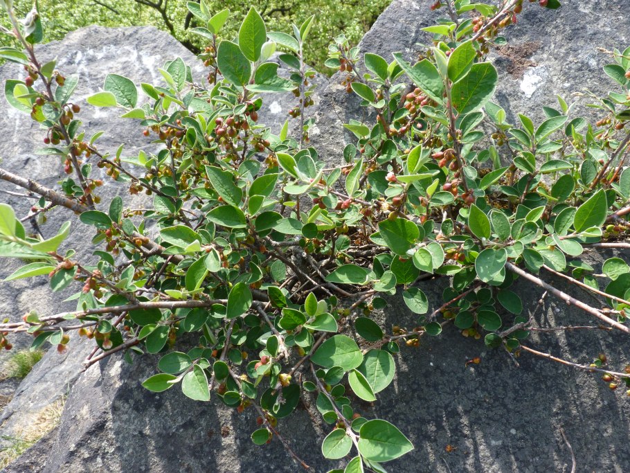 Кизильник цельнокрайний куст