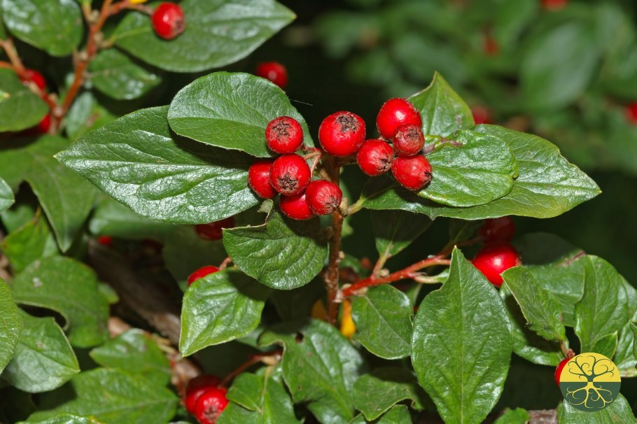 Кизильник киноварнокрасный