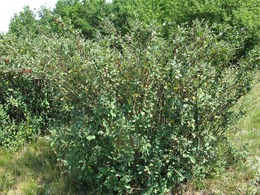 Кизильник обыкновенный (Cotoneaster integerrimus)