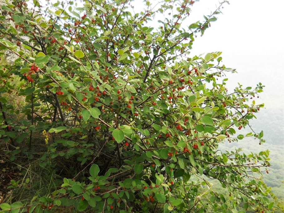 Cotoneaster integerrimus