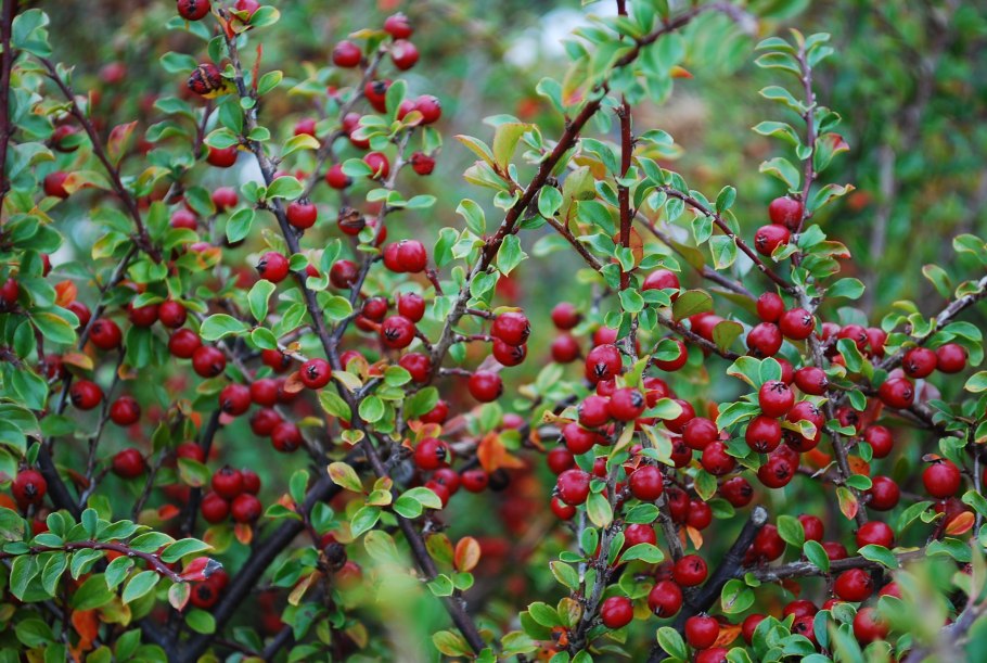 Кизильник цельнокрайний куст