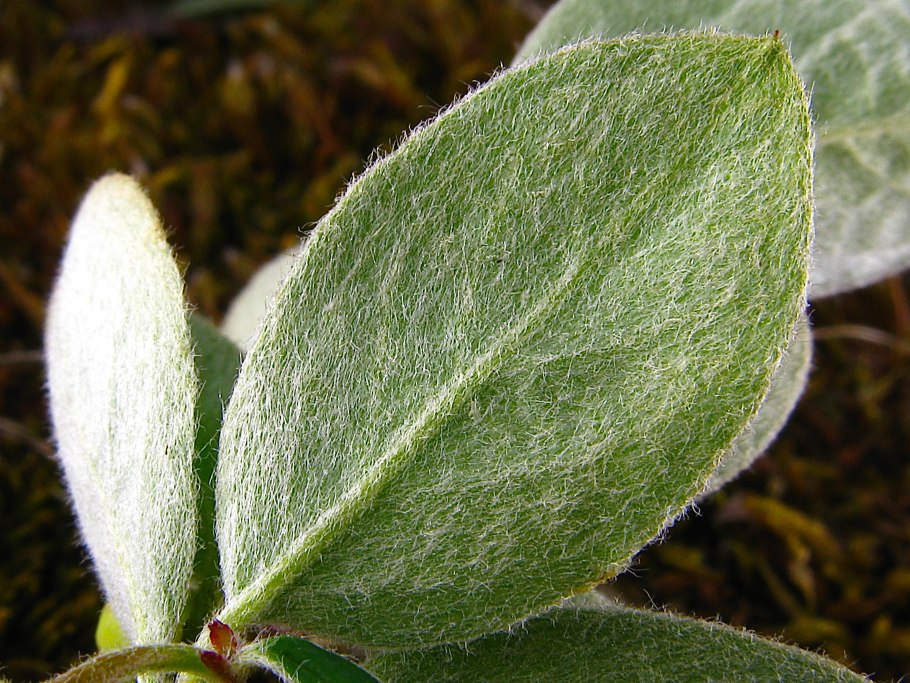 Кизильник цельнокрайний куст