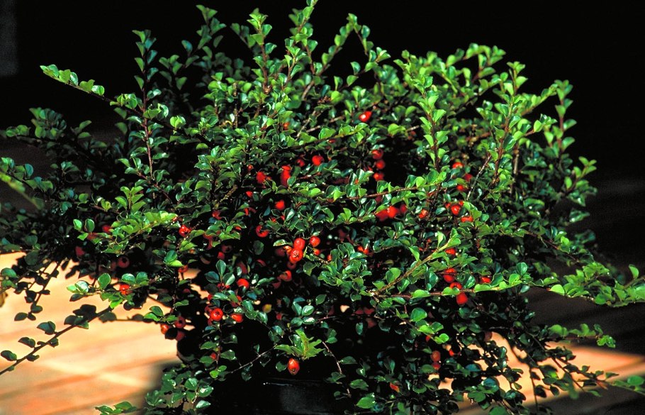 Кизильник цельнокрайний куст