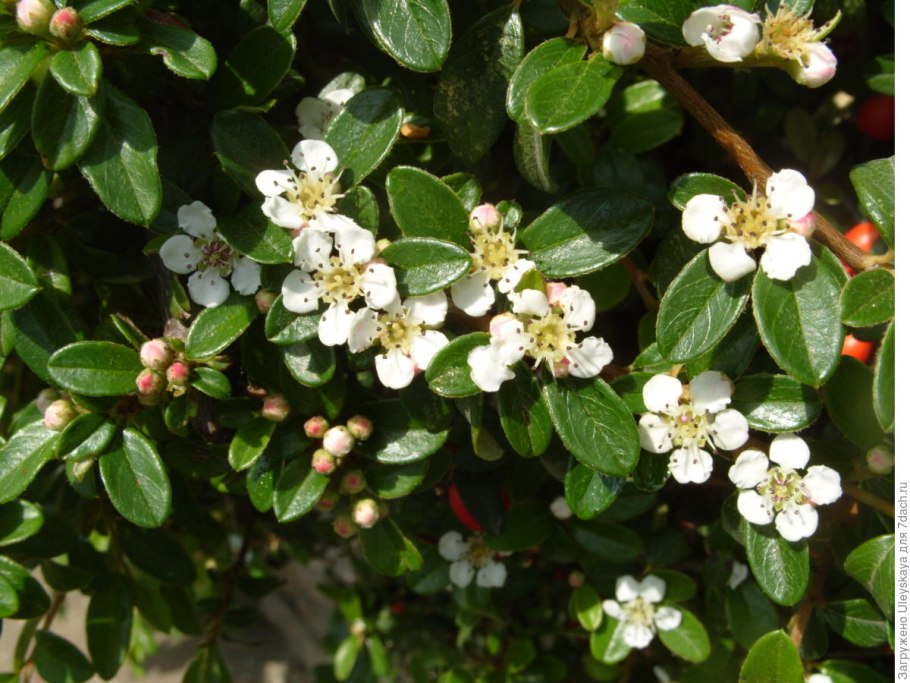 Кизильник черноплодный