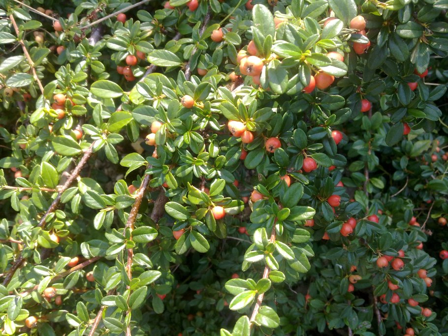 Кизильник алаунский