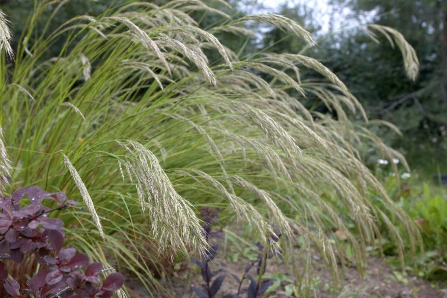 Ковыль эдификатор