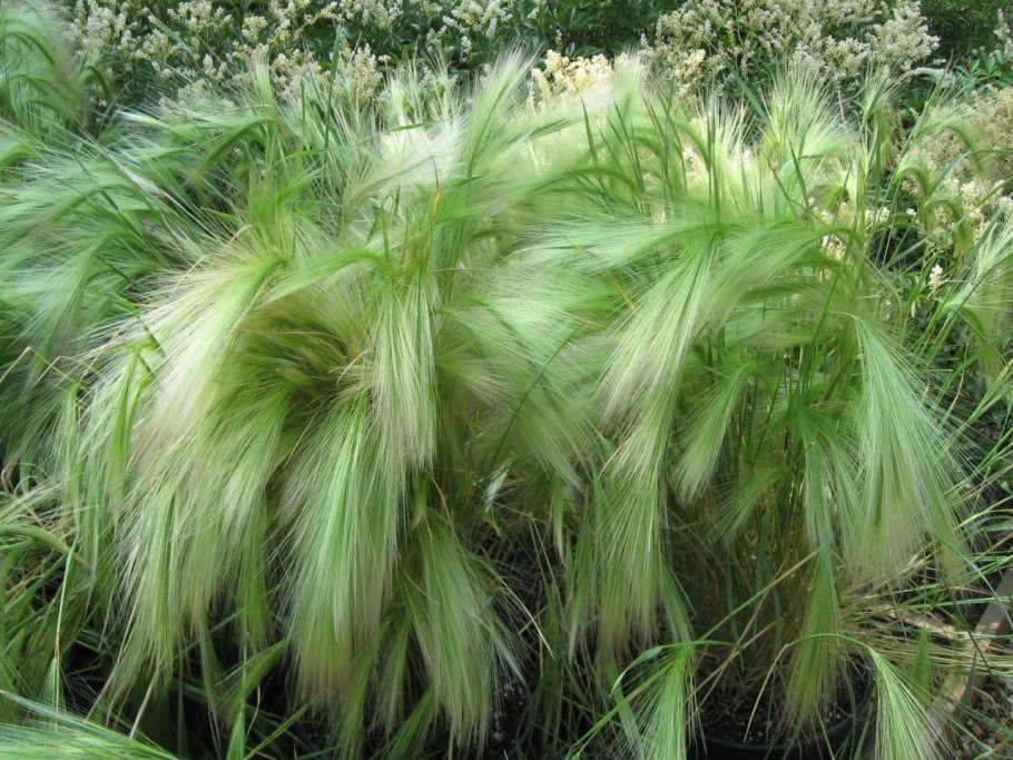Мискантус китайский сахароцветковый