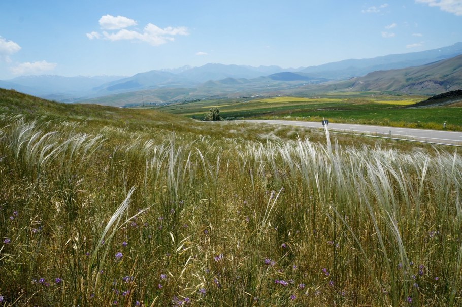 Ковыль каратавский