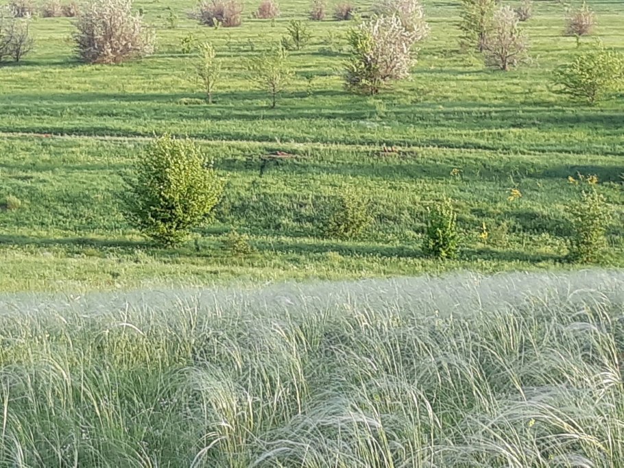 Мюленбергия в Краснодарском