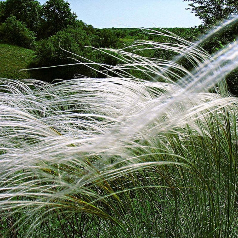 Ковыль Stipa tenuissima