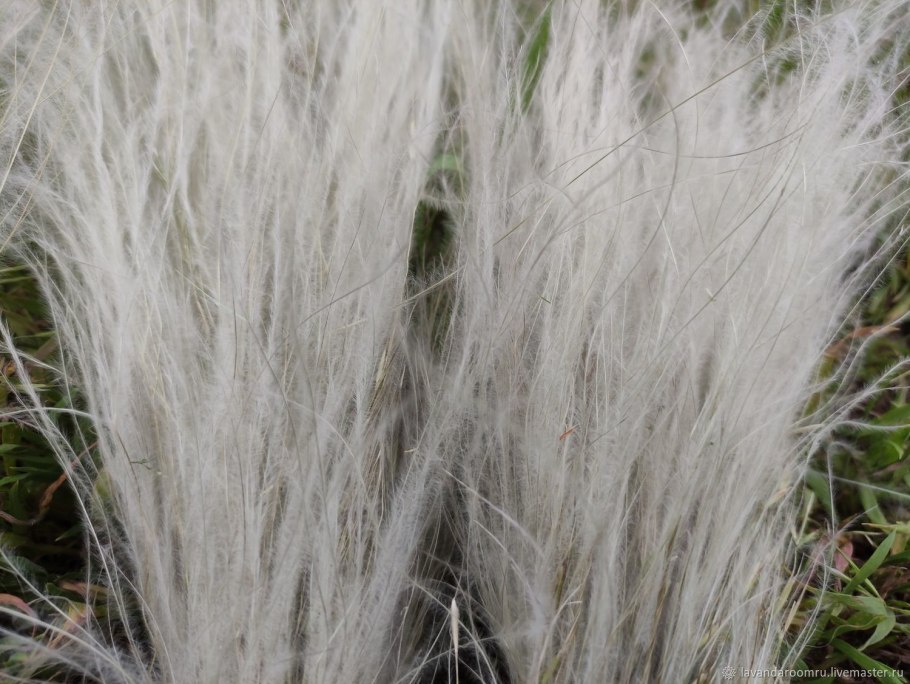 Гигантские травянистые кусты