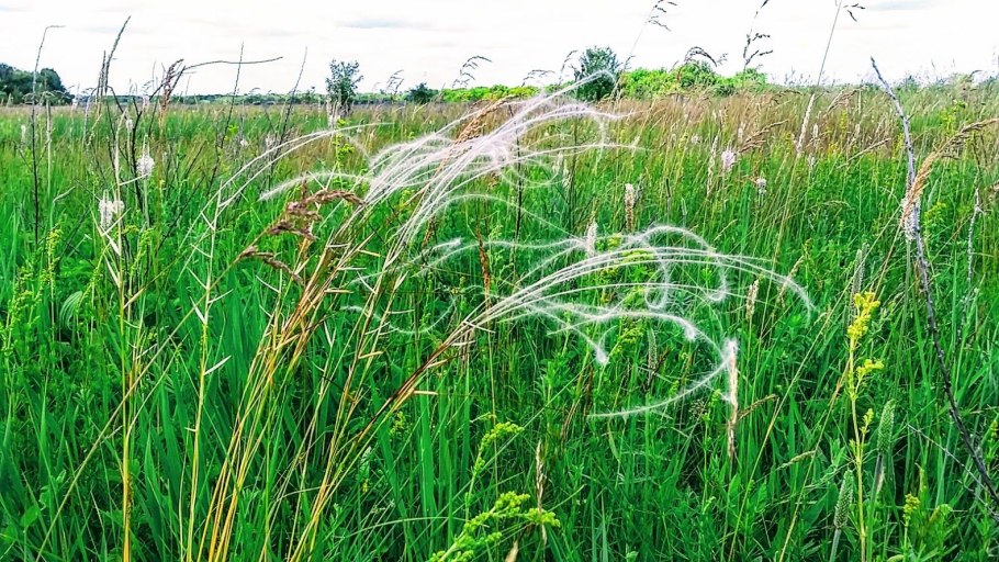 Ковыль перистый сухоцвет