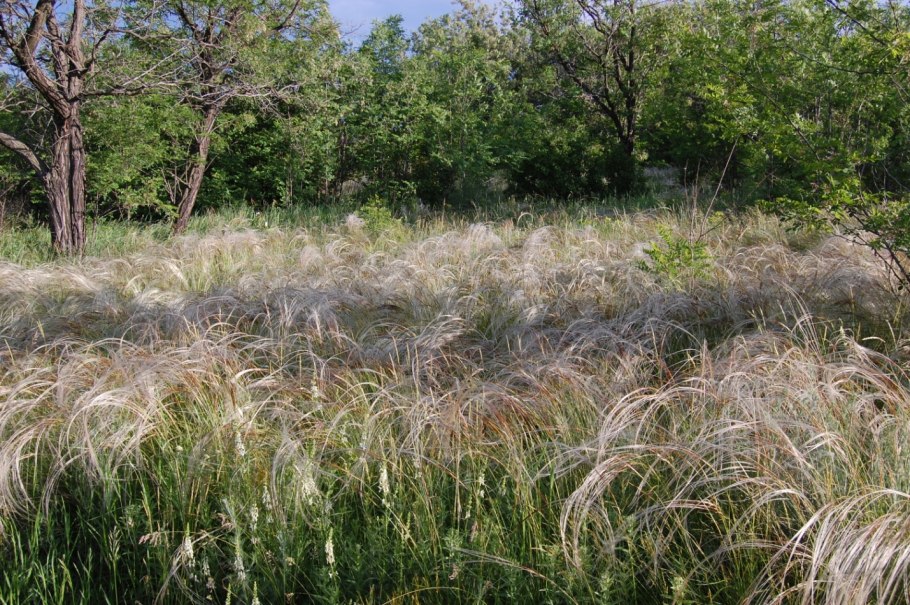 Ковыль тончайший (Stipa tenuissima) "Angel hair"