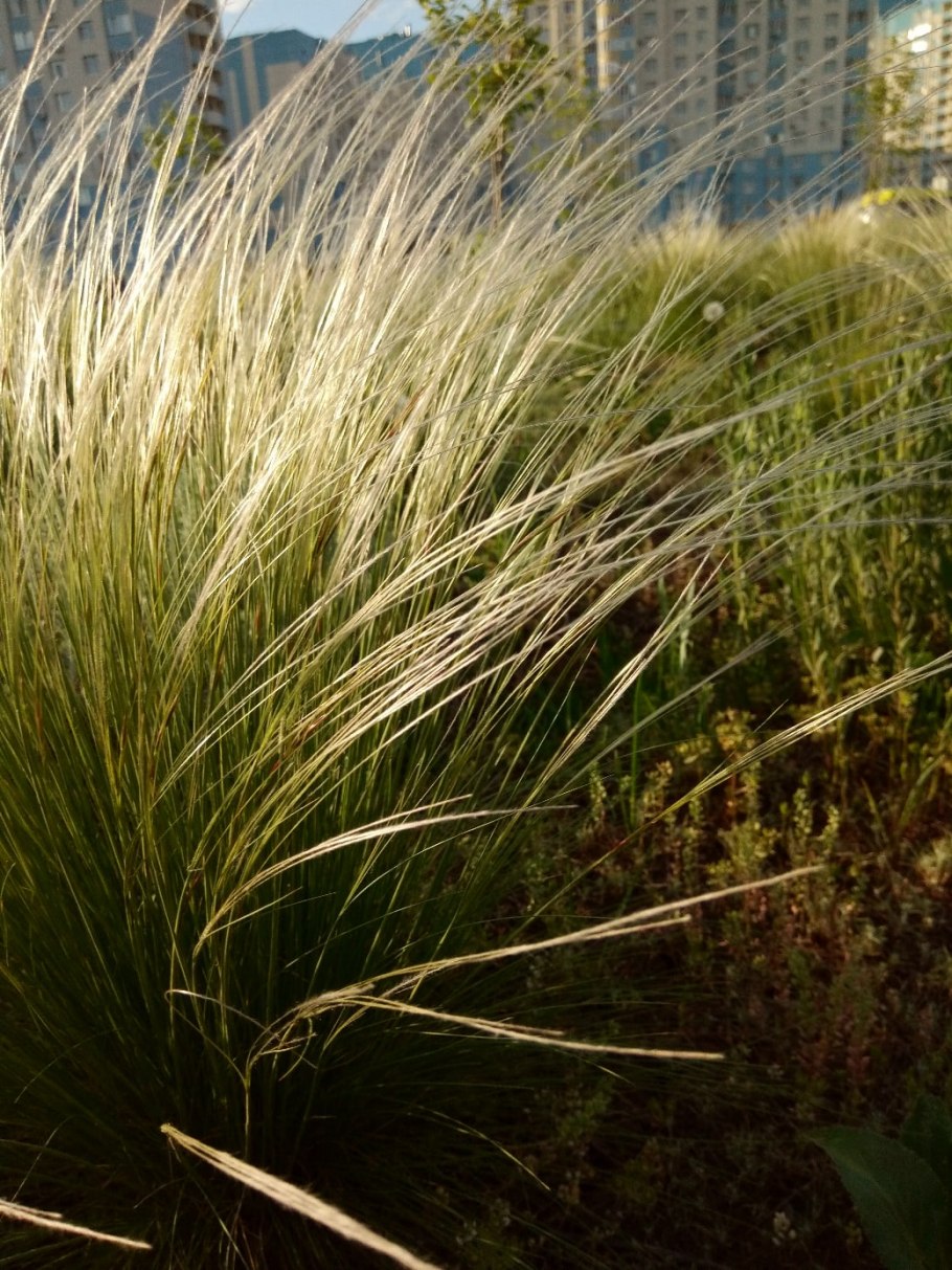 Вейник brachytricha