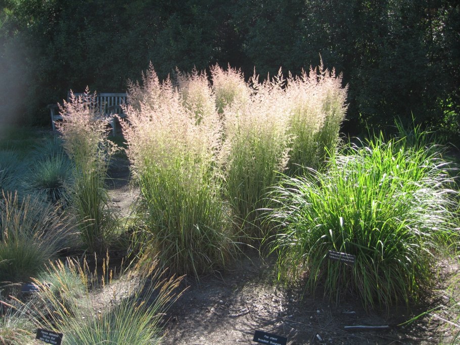 Ковыль Лессинга