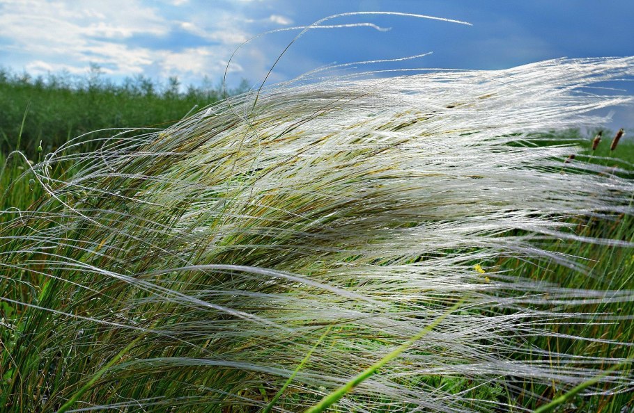 Stipa tenuissima