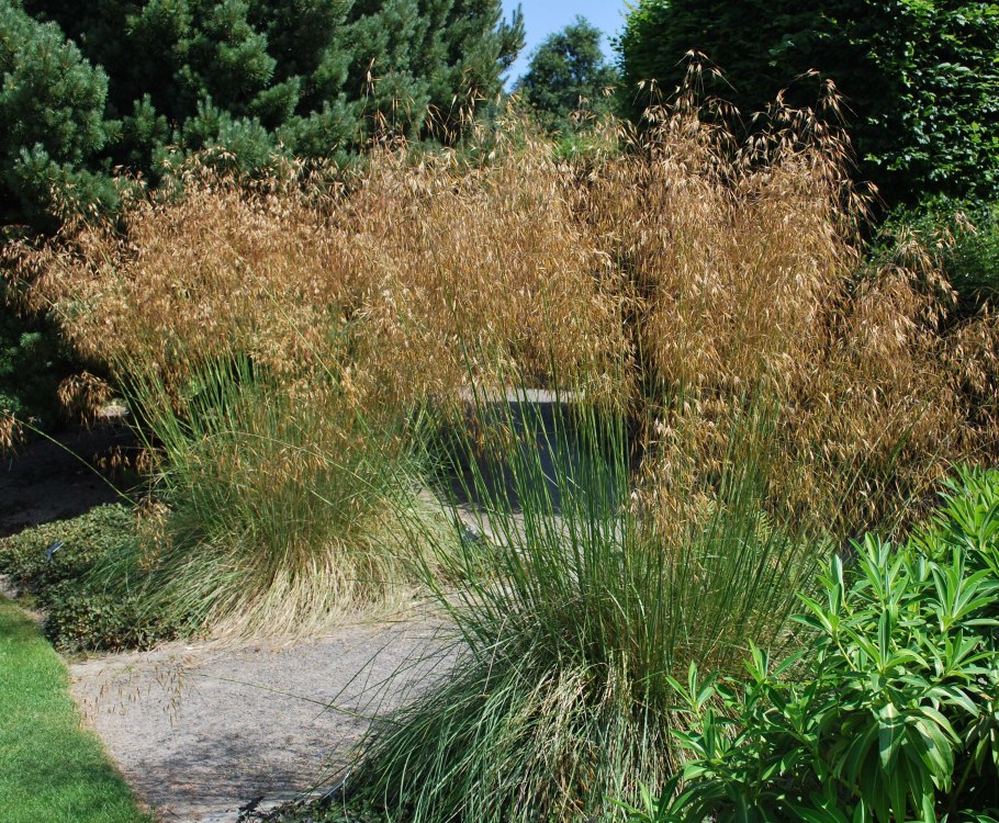 Мискантус китайский Бразил