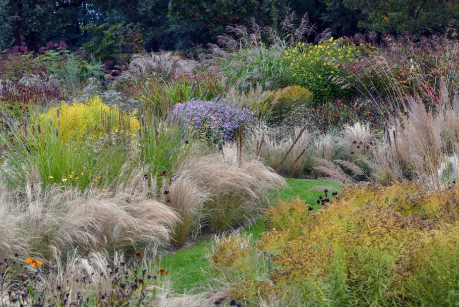 Ковыль Азовский