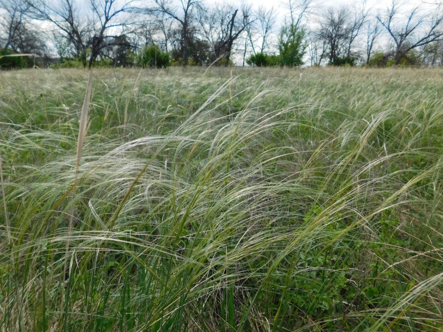 Ковыль Днепровский