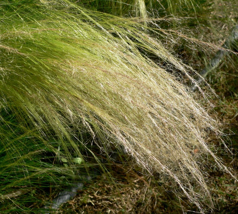 Ковыль волосатик Stipa capillata