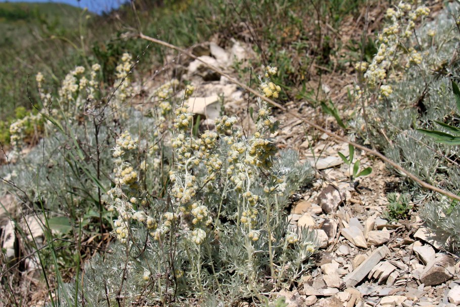 Емшан Степная Полынь