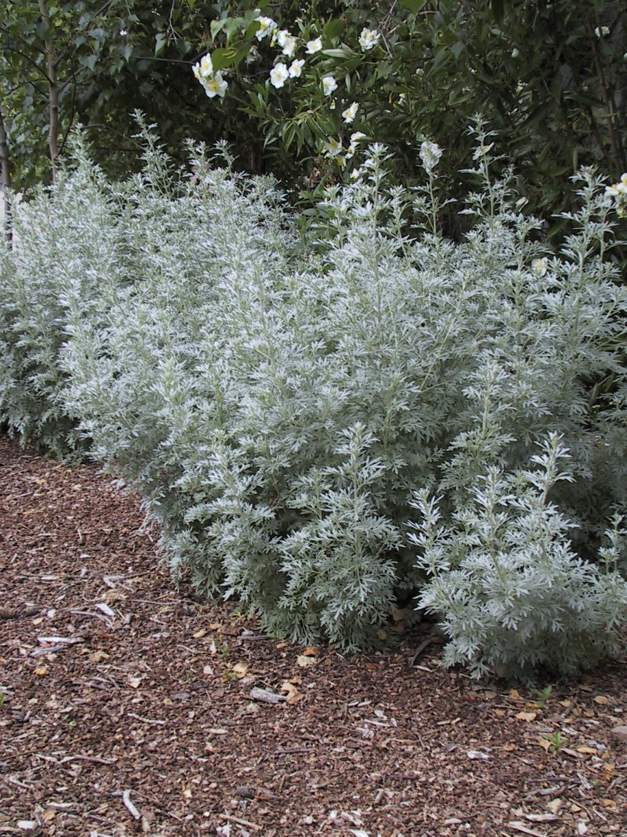 Полынь Горная Кавказская