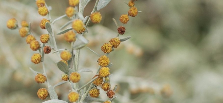 Artemisia Австрийская